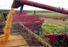 PIB agropecuário deve crescer 2,5% em 2020, estima IPEA