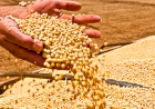 Oferta justa, câmbio favorável e demanda consistente aquecem o mercado da soja no Brasil