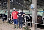 Prêmio Fidelidade é distribuído entre 778 produtores que entregaram ininterruptamente a produção de leite à Cotrisal/CCGL  durante o ano de 2020