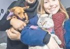 ANJOS DO BEM: Em dois anos, mais de 440 animais resgatados e  encaminhados para adoção