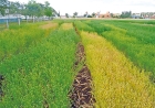 Setrem e Celena Alimentos firmam parceria para cultivares de linhaça