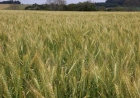 Com clima favorável, trigo pode superar expectativa de produção