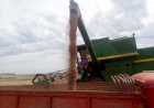 Com 60% lavouras colhidas, produtividade está dentro do esperado