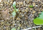 Apicultores registram mortandade  de milhares de abelhas