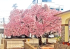 Florada das cerejeiras deixa o inverno três-maiense mais bonito e encanta a comunidade