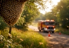 Bombeiros atendem mais de uma chamada por dia envolvendo abelhas