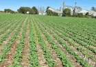 Área de canola safra 2026 é maior  já registrada em Três de Maio