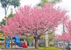 Três de Maio amplia arborização com plantio de 115 cerejeiras  japonesas na Rua Padre Cacique