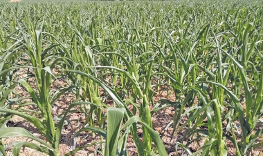 Região já sente os efeitos do La Niña