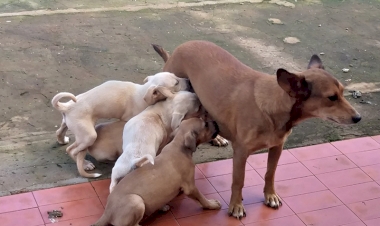 Cachorros abandonados causam transtornos em comunidade do Interior