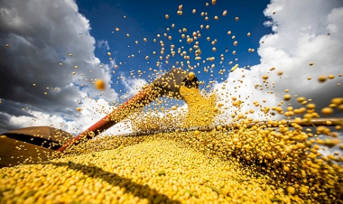 ‘Um dos melhores cenários possíveis para a safra de soja’