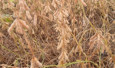 Produtividade média da soja deve ficar em 58 sacas por hectare