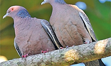 Proliferação de pombas em ambientes urbanos causa riscos à população