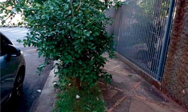 Plano de padronização de arborização urbana poderá ser implementado ainda este ano