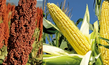 Anistia do Programa Troca-Troca beneficia mais de 350 agricultores