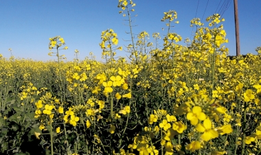 Região conclui plantio de canola