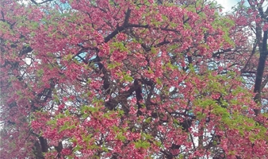 Cerejeira japonesa colore ruas e  jardins no inverno três-maiense