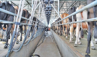 Diagnóstico da produção leiteira na Fronteira Noroeste do RS