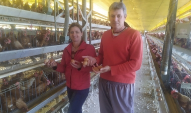 Família Baisch investe na produção de ovos e quer chegar a três mil dúzias/dia