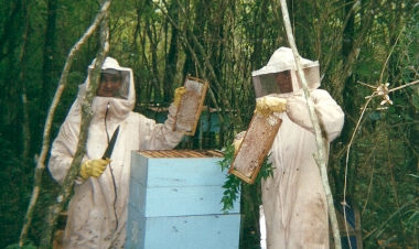 Do hobby a uma colheita de 2,3 toneladas de mel
