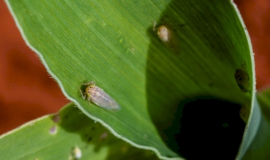 Emater alerta produtores sobre cigarrinha do milho