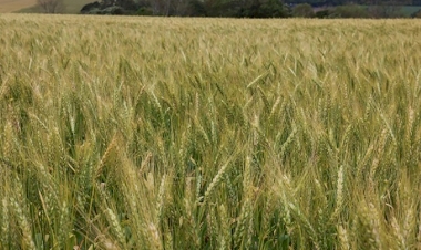 Com clima favorável, trigo pode superar expectativa de produção