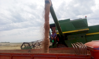Com 60% lavouras colhidas, produtividade está dentro do esperado
