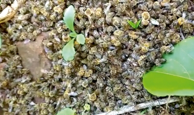 Apicultores registram mortandade  de milhares de abelhas