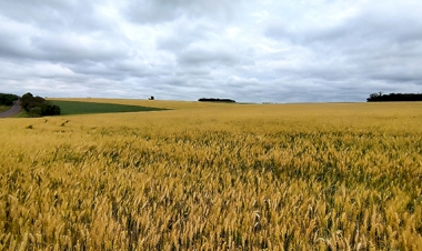 Se o clima colaborar, projeção inicial de produtividade deve ser confirmada