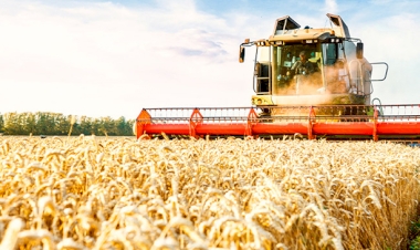 Produtividade do trigo supera  a projeção inicial