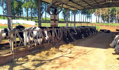 Em seis anos, metade dos produtores de leite  de Alegria desistiu da atividade