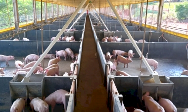 Produção de suínos para abate no município  cresceu mais de 40% no último ano