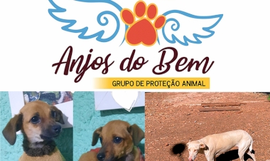 Grupo Anjos do Bem pede ajuda  da comunidade para continuar   com os atendimentos