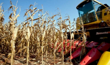 Lavouras de milho apresentam perdas de 30% na produtividade