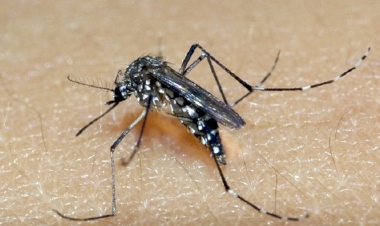Três de Maio registra primeira morte por dengue