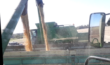 Lavouras de soja registram produtividade acima do esperado