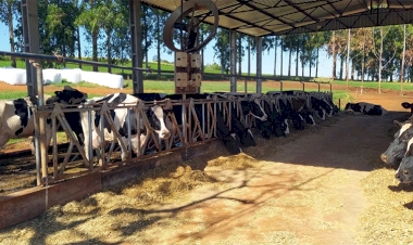 Cadeia produtiva do leite tem como desafio internacionalizar setor