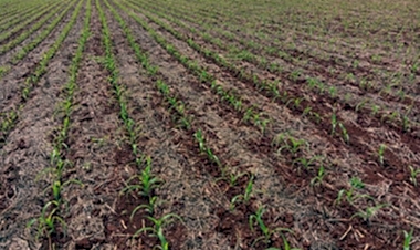 Área cultivada com milho cai 20% em Três de Maio