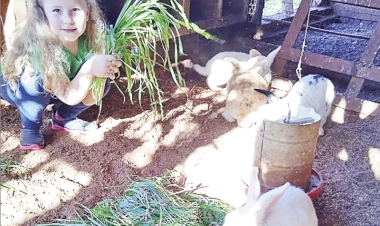 Animais furtados da Escola Bem Viver  Caúna são recuperados pela Polícia Civil