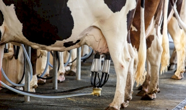 Em cinco anos, 19% dos produtores de leite três-maienses abandonaram atividade