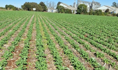 Área de canola safra 2026 é maior  já registrada em Três de Maio