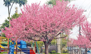Três de Maio amplia arborização com plantio de 115 cerejeiras  japonesas na Rua Padre Cacique