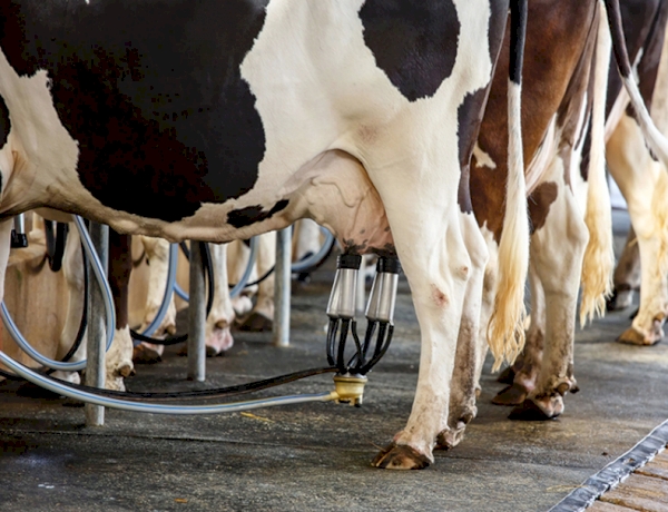 Em cinco anos, 19% dos produtores de leite três-maienses abandonaram atividade