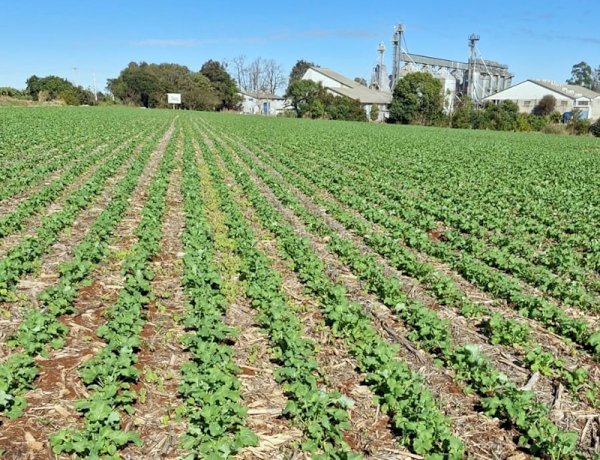 Área de canola safra 2026 é maior  já registrada em Três de Maio