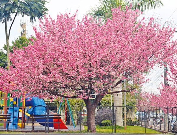 Três de Maio amplia arborização com plantio de 115 cerejeiras  japonesas na Rua Padre Cacique