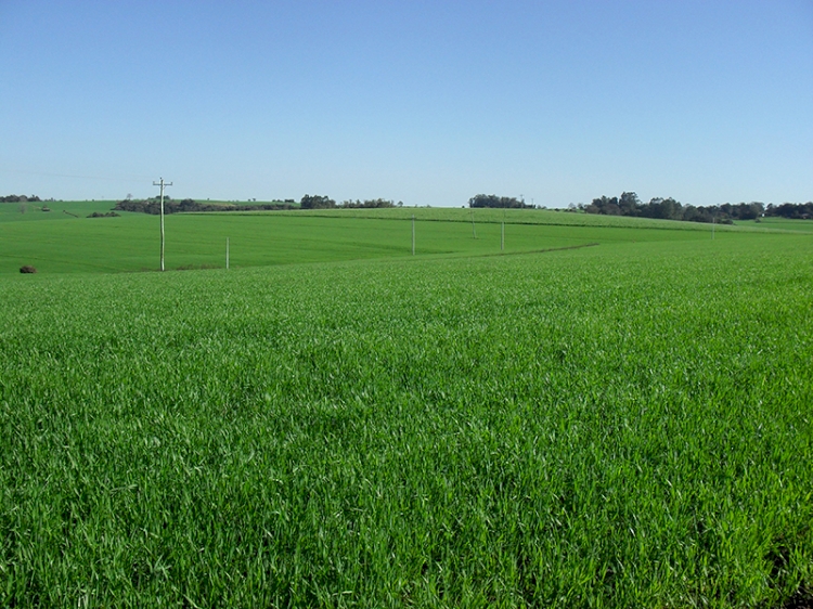 Governo anuncia R$ 251 bilhões para produtores rurais