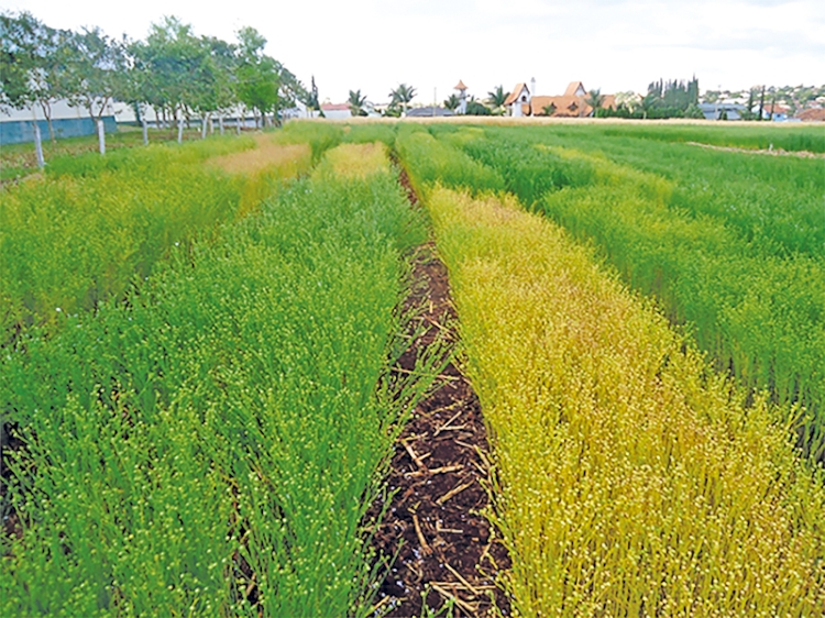 Setrem e Celena Alimentos firmam parceria para cultivares de linhaça