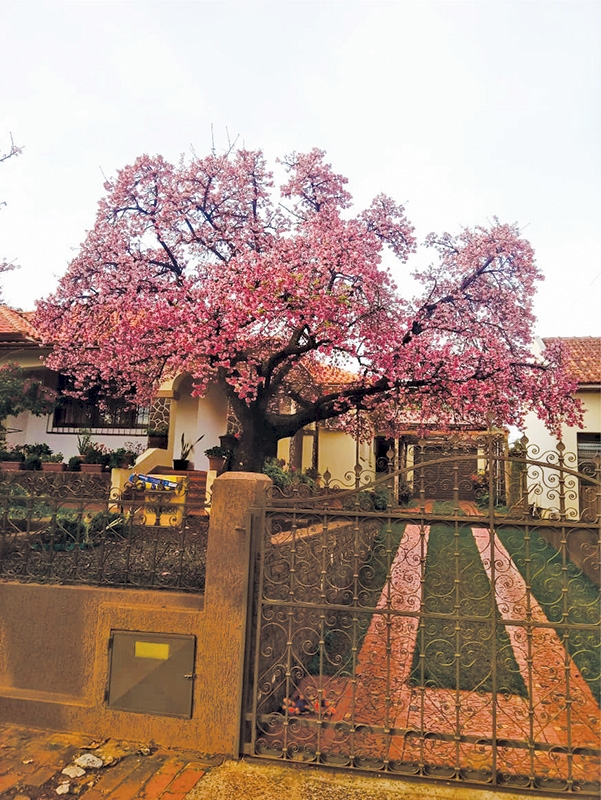 Cerejeira japonesa colore ruas e  jardins no inverno três-maiense