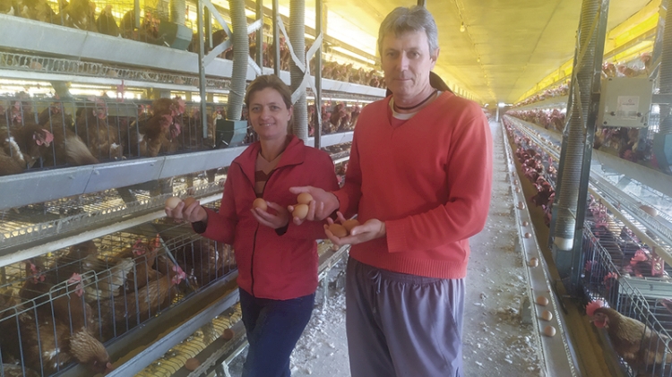 Família Baisch investe na produção de ovos e quer chegar a três mil dúzias/dia