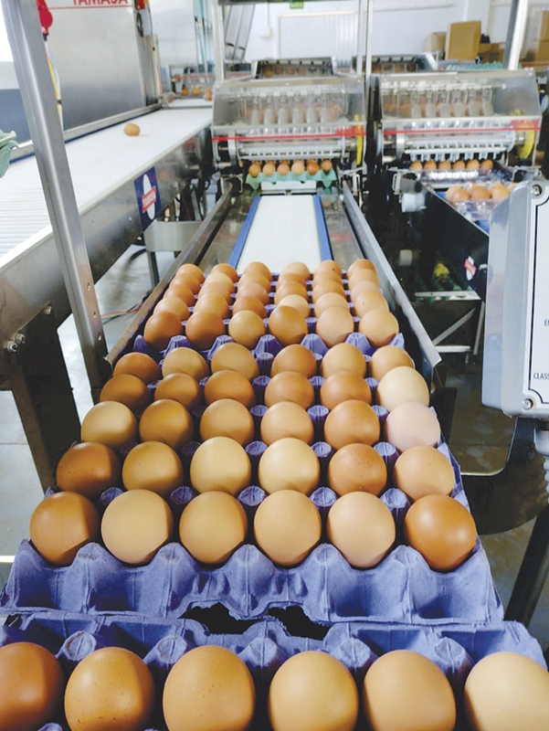 Família Baisch investe na produção de ovos e quer chegar a três mil dúzias/dia